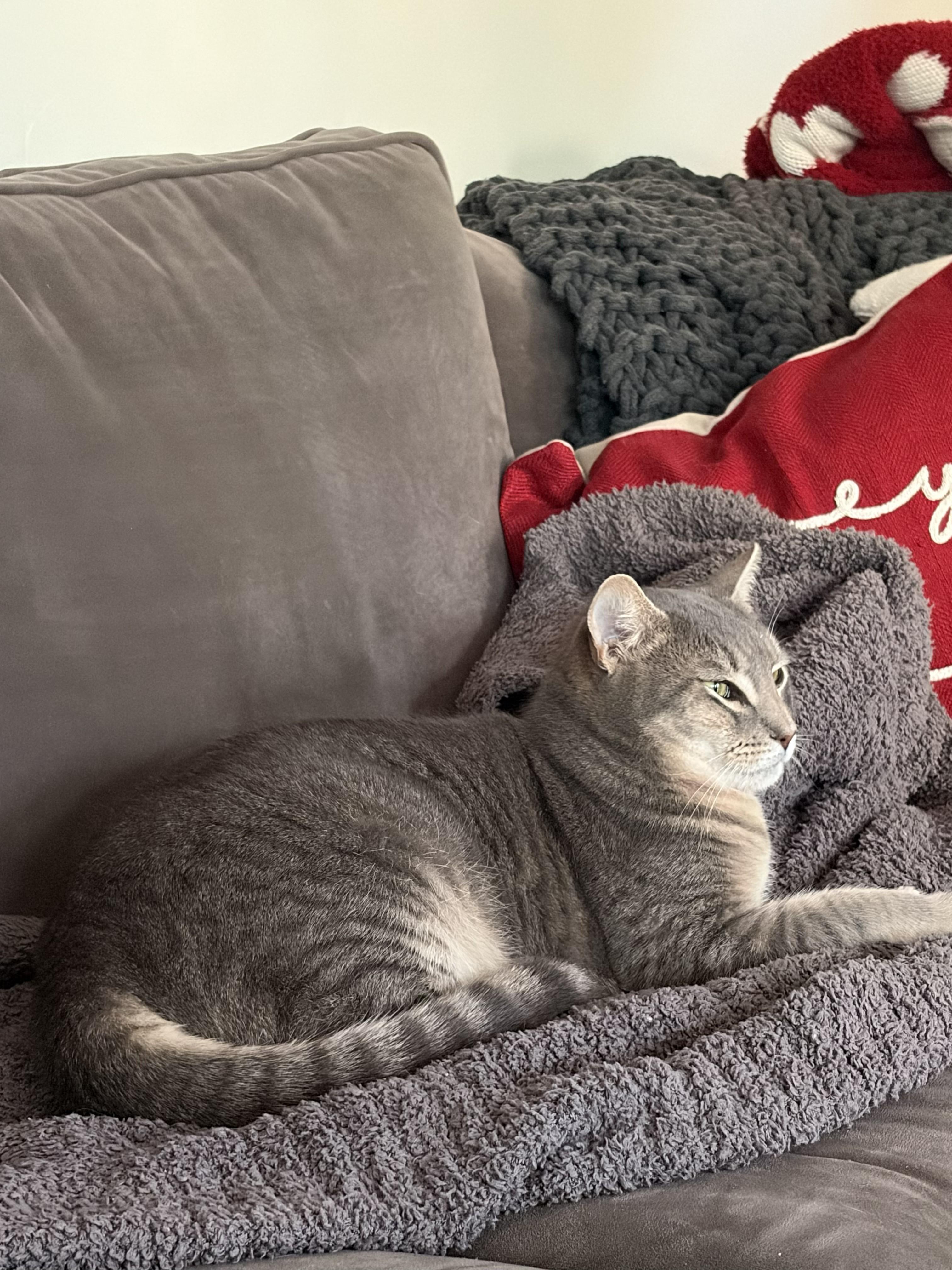 Enlarge Charlie, a Adoptable Domestic Short Hair in San Jose, CA image 3/4