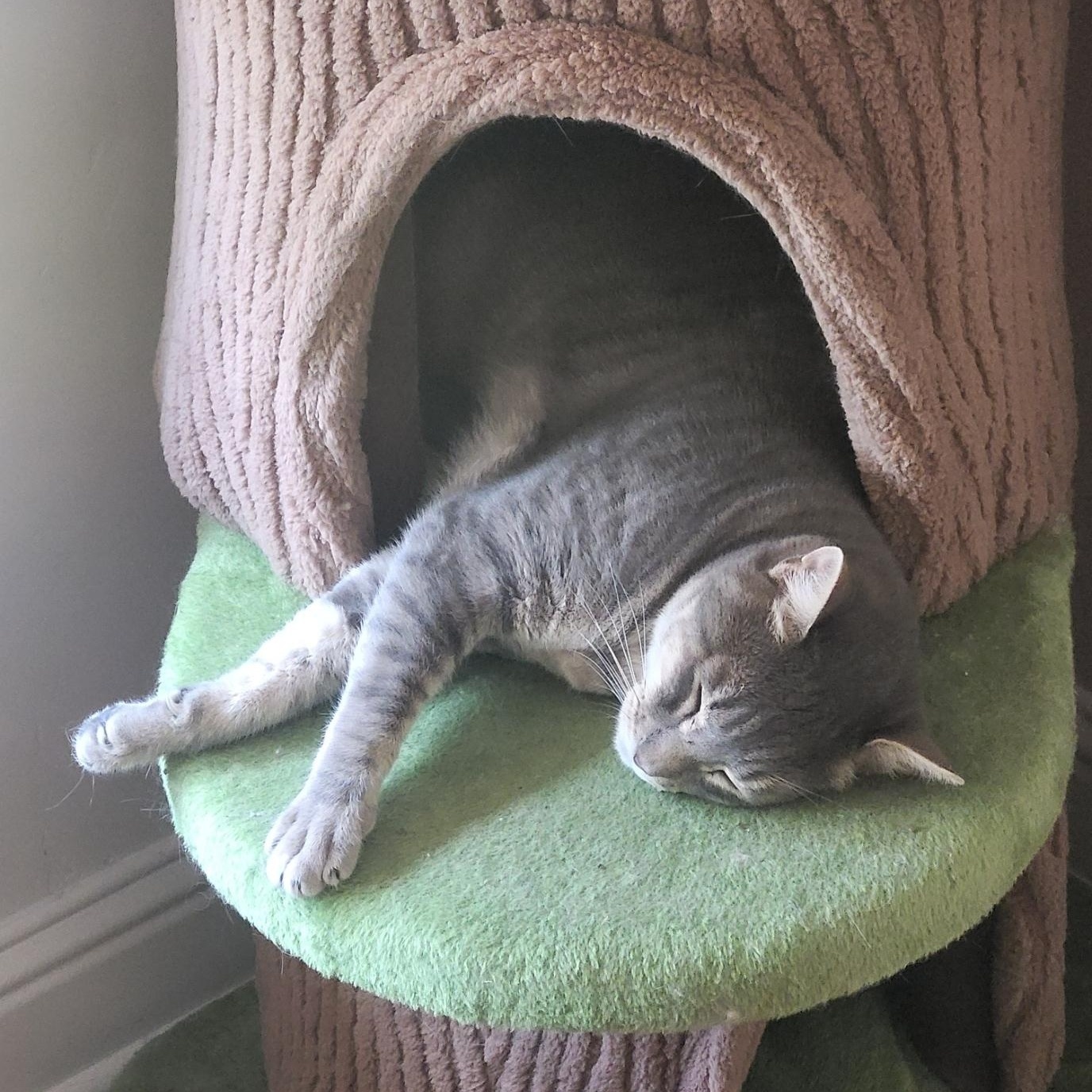 Enlarge Charlie, a Adoptable Domestic Short Hair in San Jose, CA image 2/4