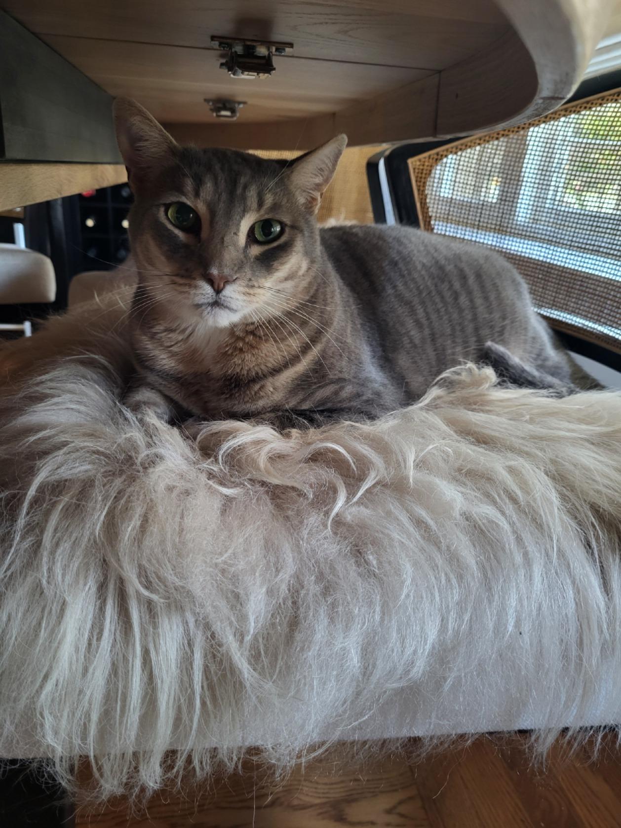 Enlarge Charlie, a Adoptable Domestic Short Hair in San Jose, CA image 1/4