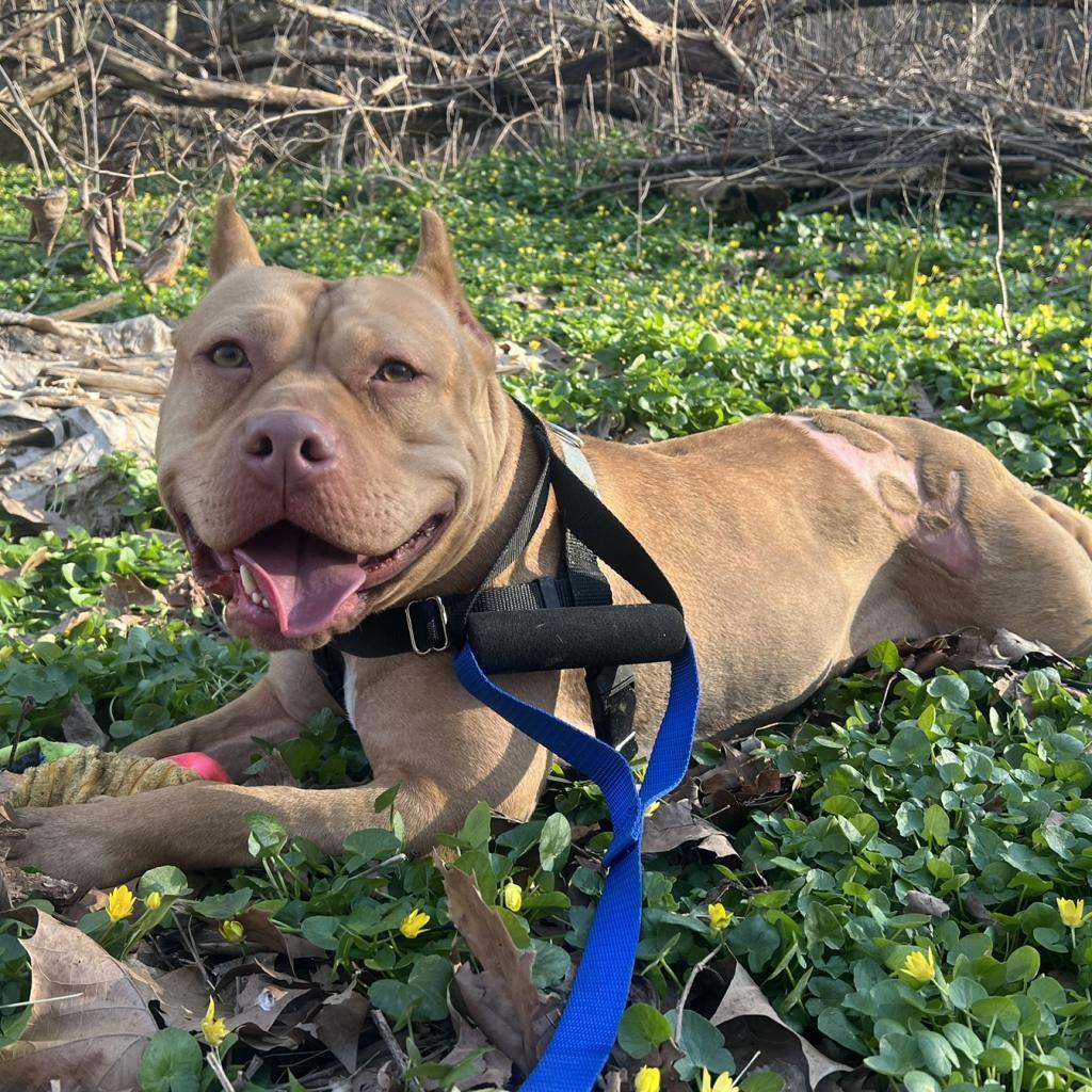 Willow, Adoptable, Adult Female Mixed Breed.