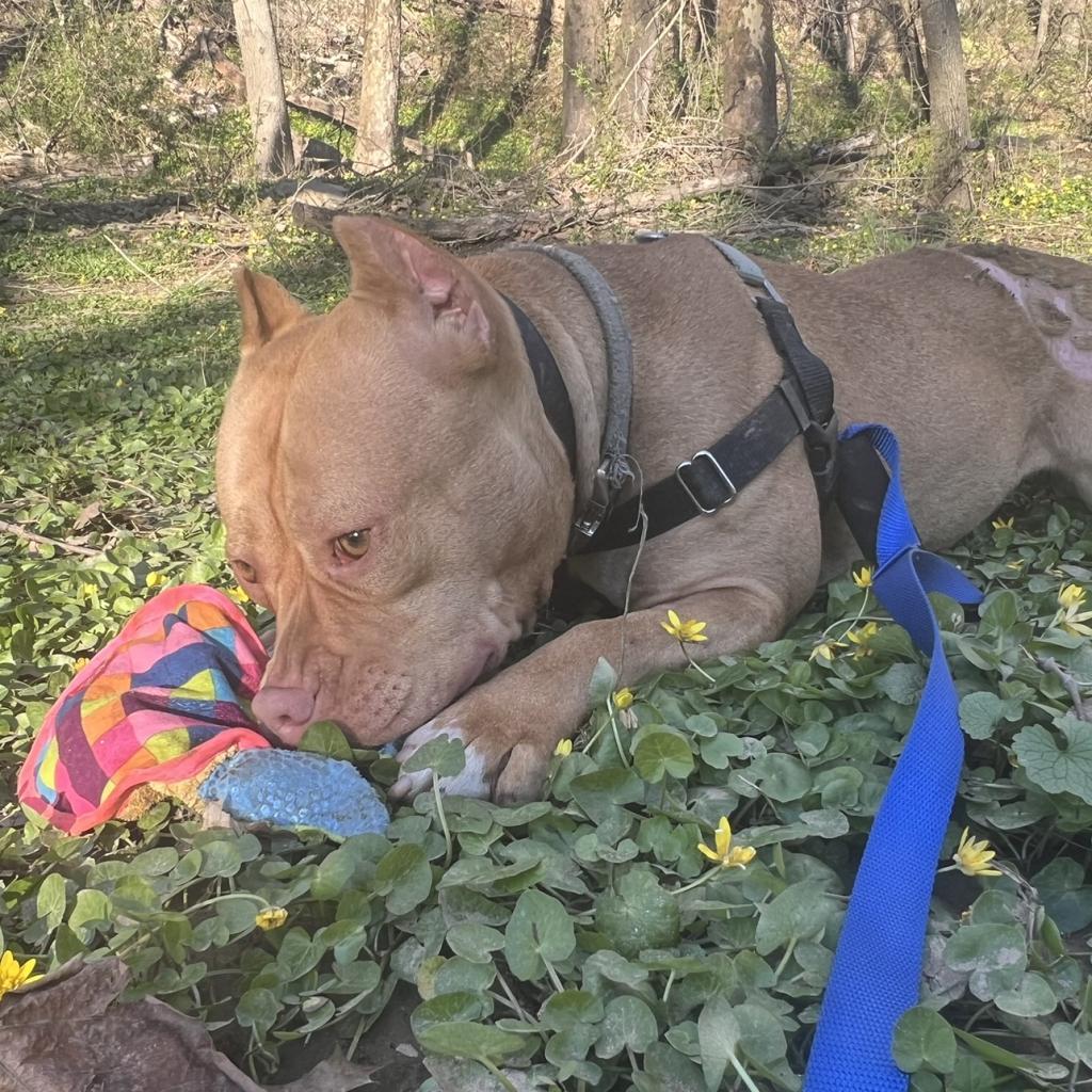 Enlarge Willow, a Adoptable Mixed Breed in Philadelphia, PA image 2/6