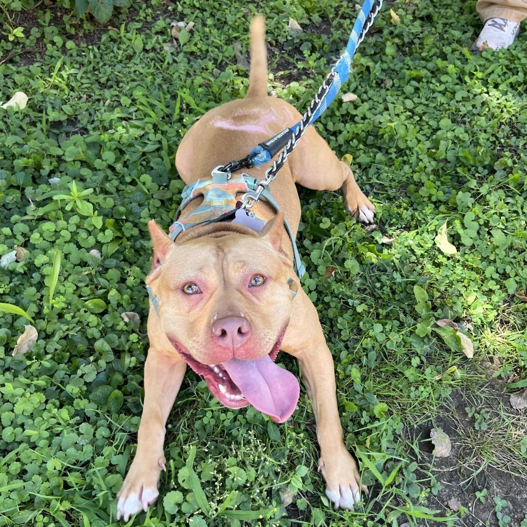 Enlarge Willow, a Adoptable Mixed Breed in Philadelphia, PA image 3/6