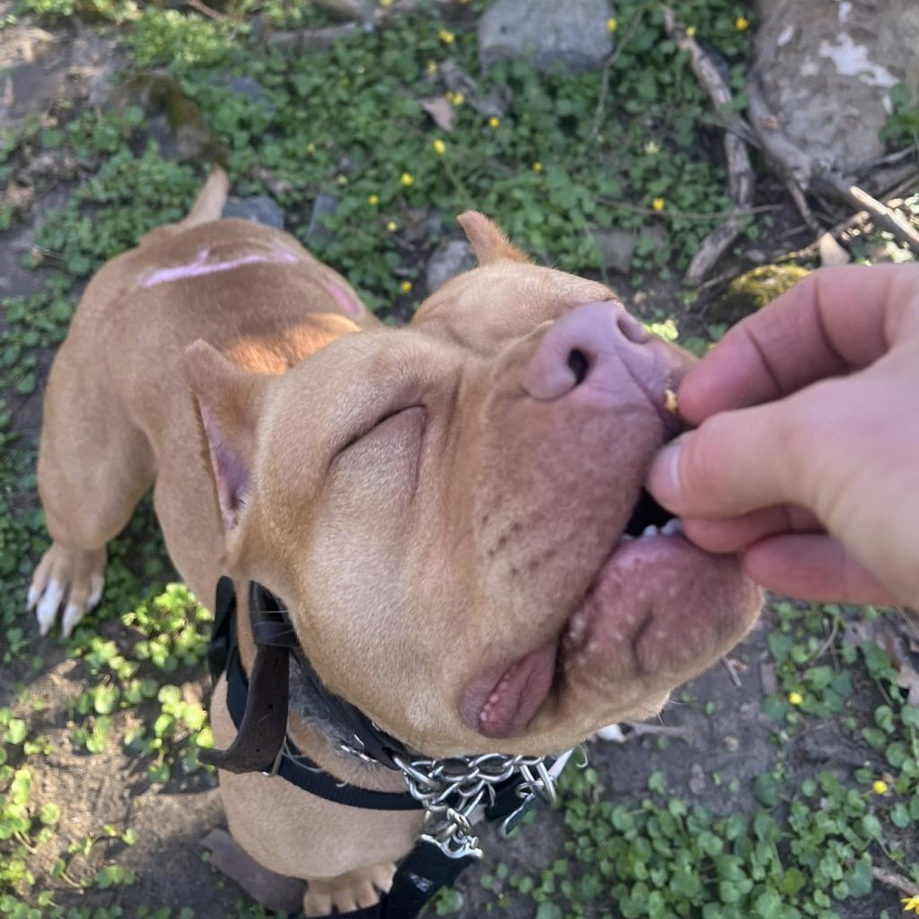 Enlarge Willow, a Adoptable Mixed Breed in Philadelphia, PA image 4/6