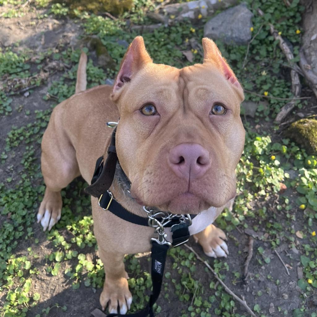 Enlarge Willow, a Adoptable Mixed Breed in Philadelphia, PA image 5/6