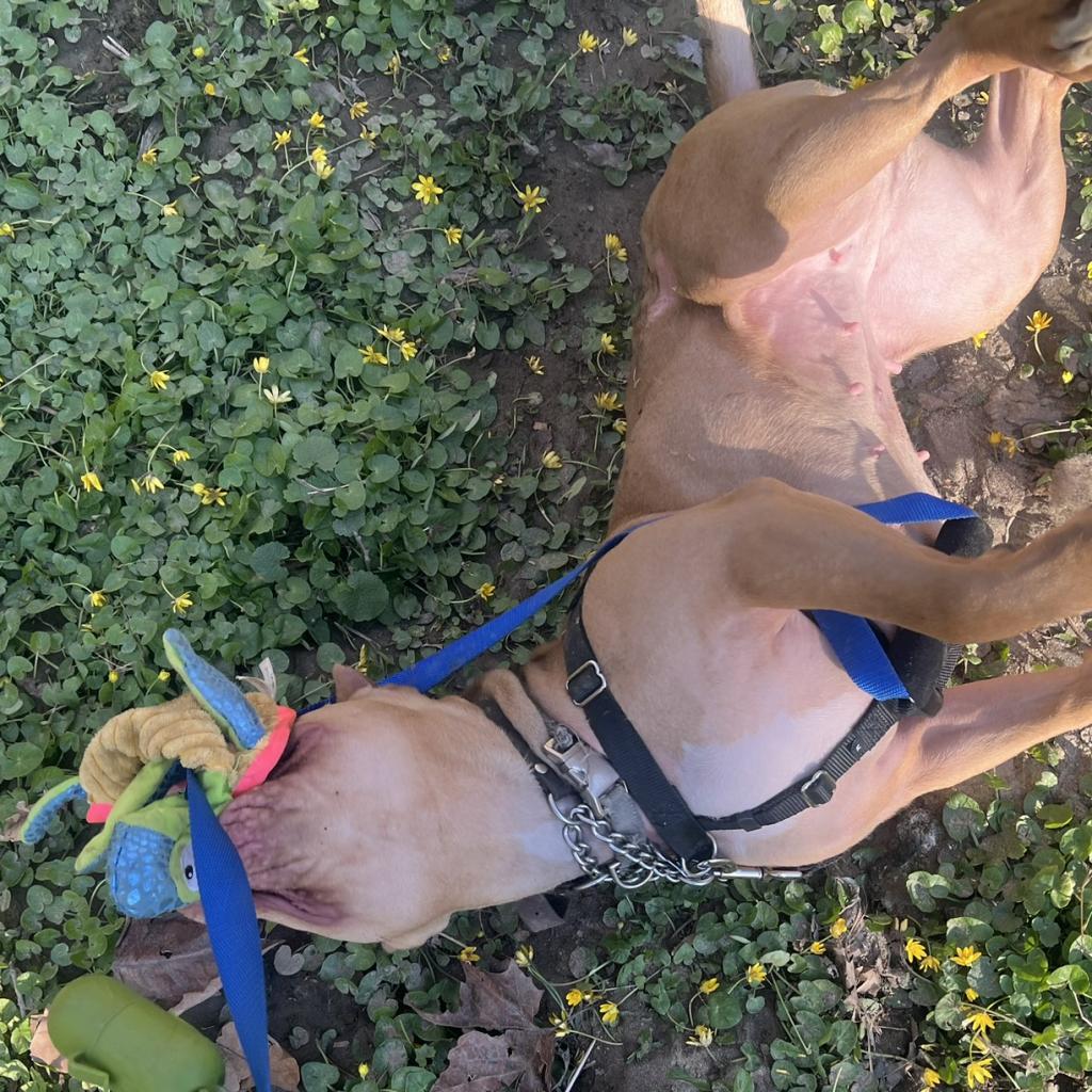 Enlarge Willow, a Adoptable Mixed Breed in Philadelphia, PA image 6/6