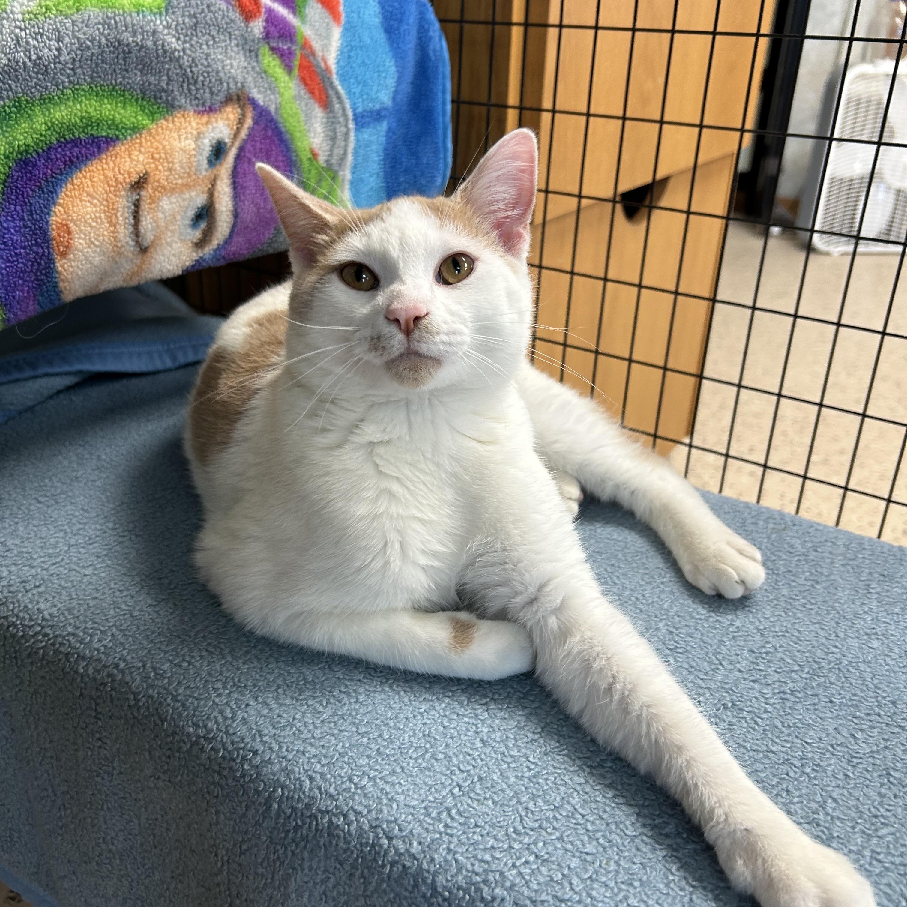 Enlarge Puddle, a ADOPTABLE Domestic Short Hair in St. Clair, MI image 1/1