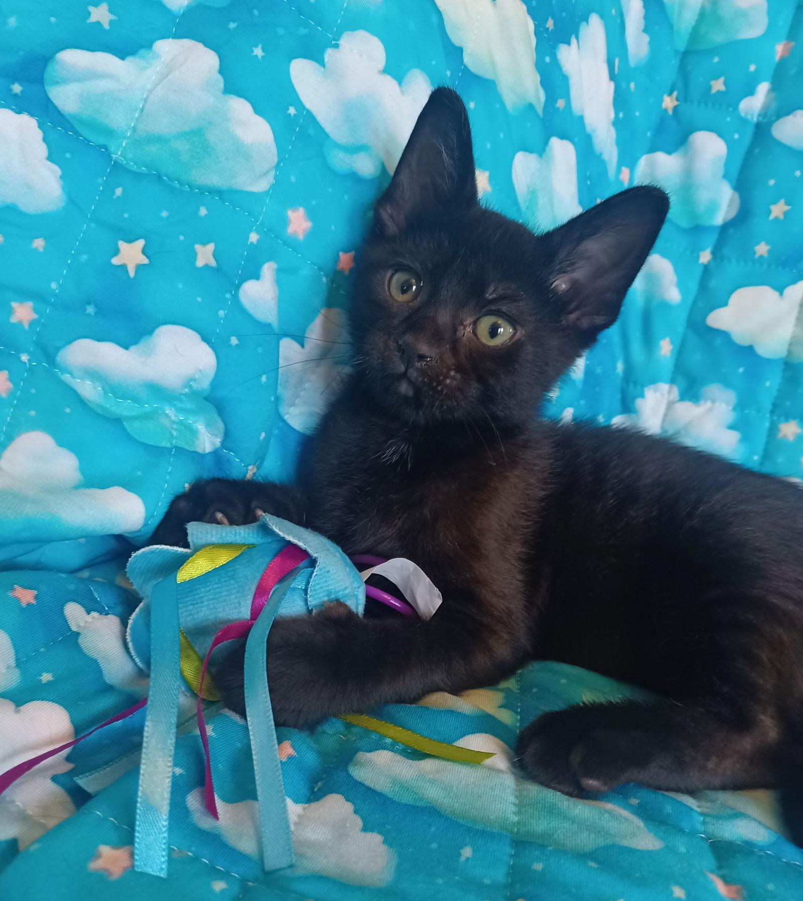 Enlarge Thunder, a Adopted Domestic Short Hair in Greenville, IL image 1/1