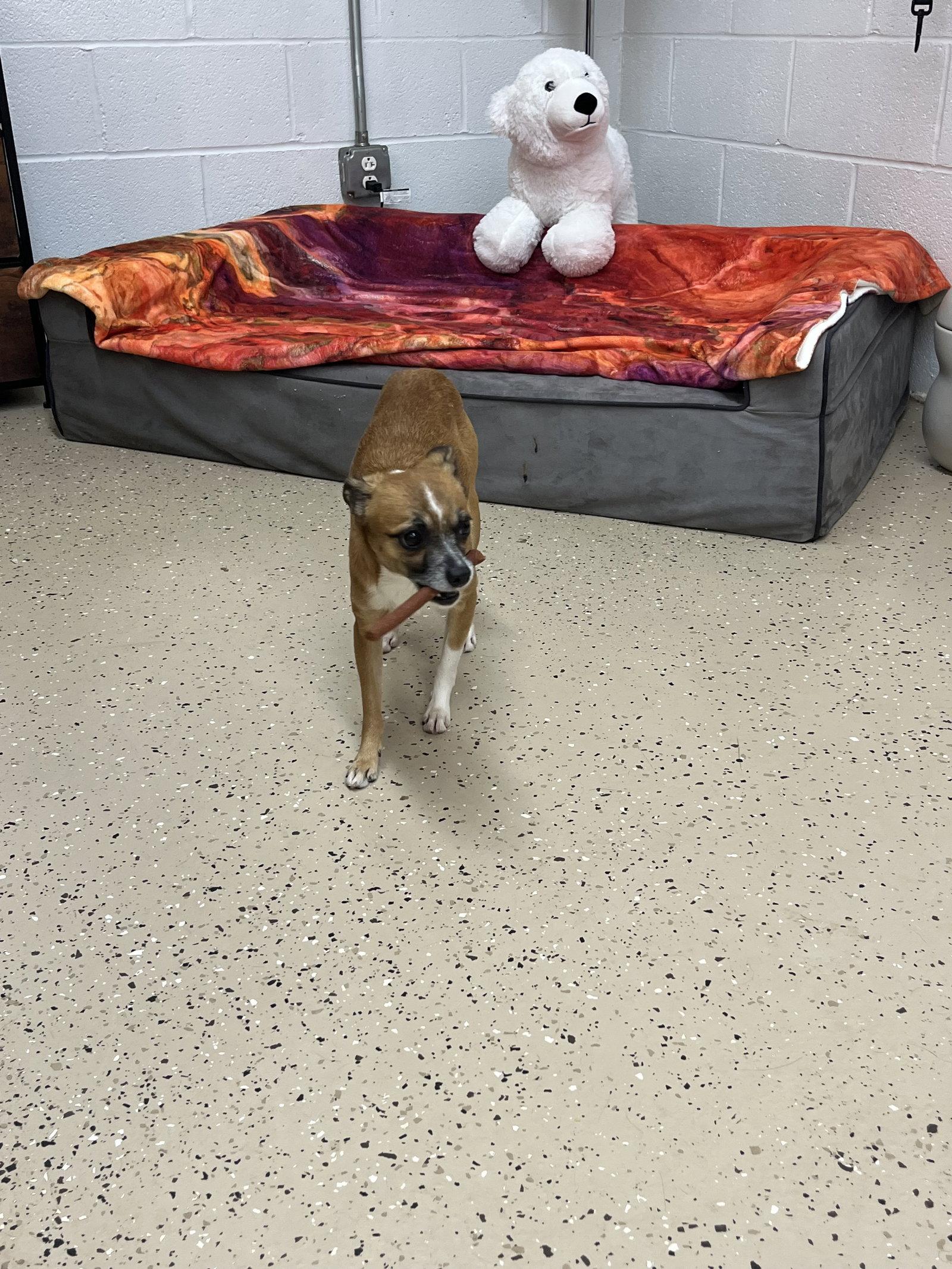 Pokey, Adoptable, Adult Male Chihuahua.