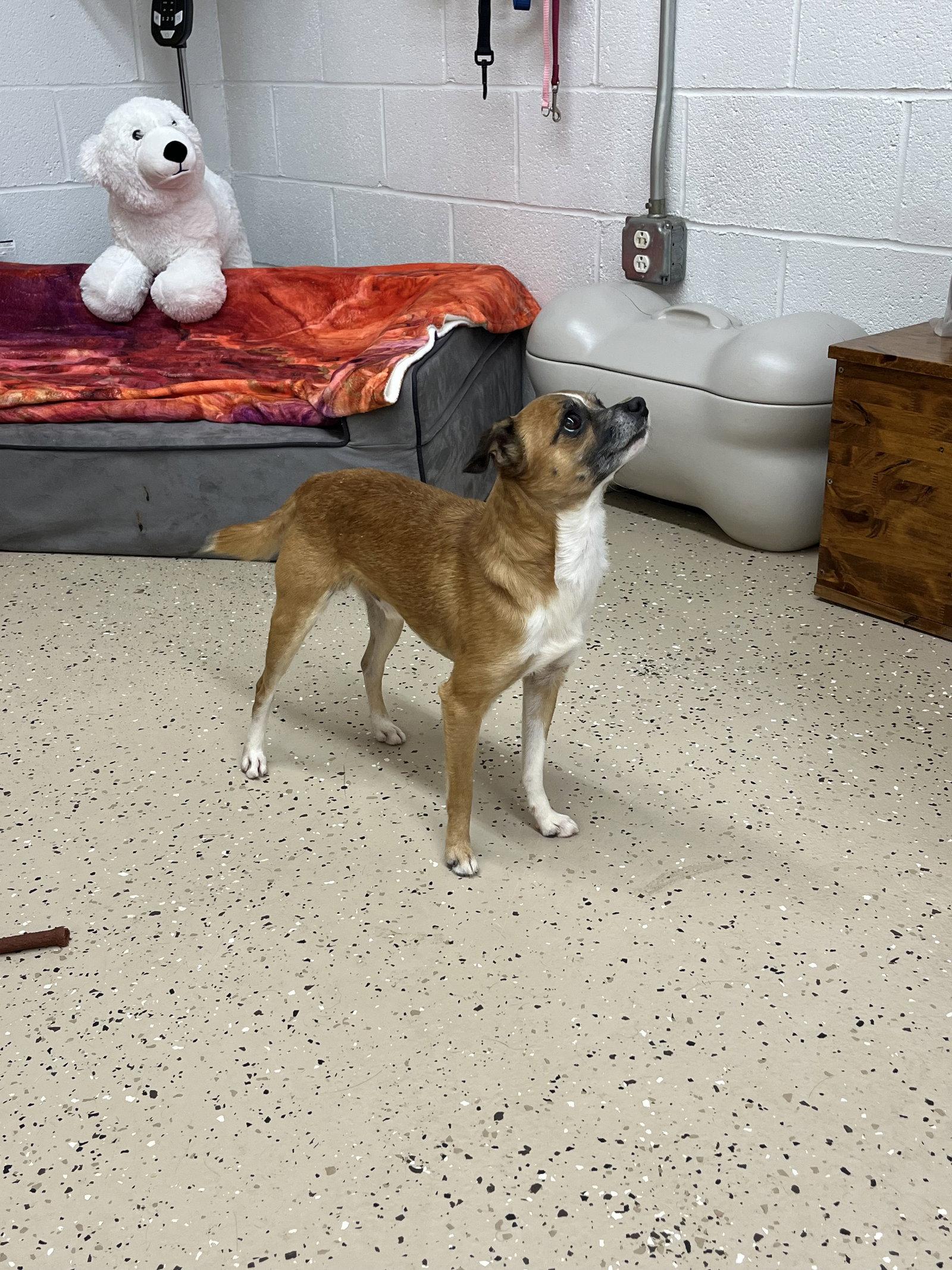 Enlarge Pokey, a Adoptable Chihuahua in York, SC image 2/3