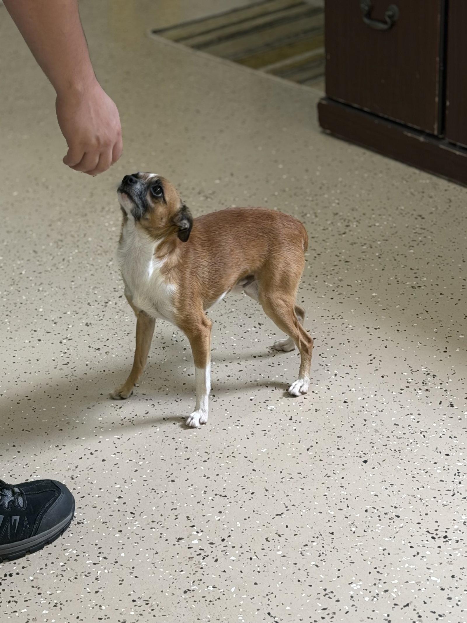Enlarge Pokey, a Adoptable Chihuahua in York, SC image 3/3