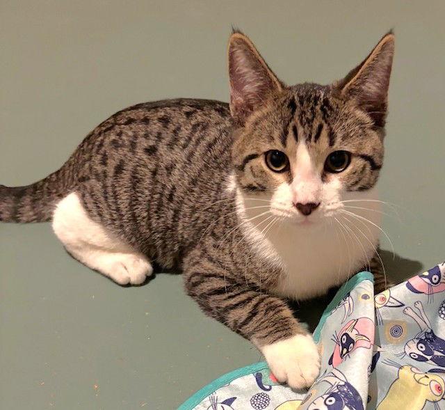 Michelin, Adopted, Kitten Male Domestic Short Hair.