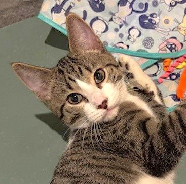 Enlarge Michelin, a Adopted Domestic Short Hair in Shawnee, KS image 2/3