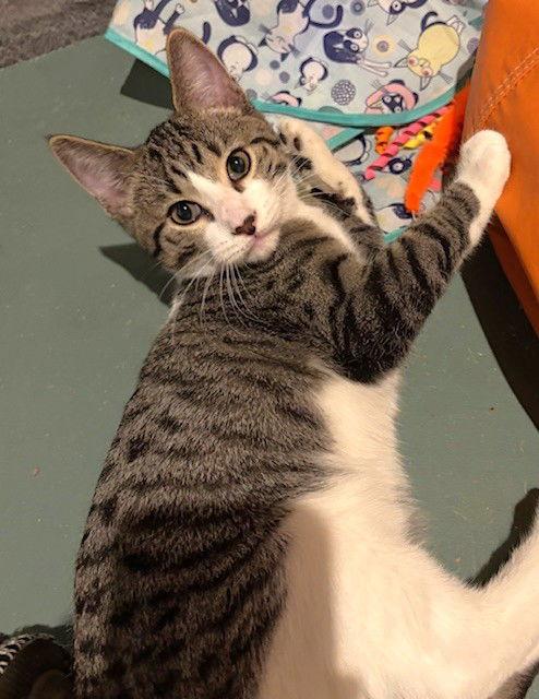 Enlarge Michelin, a Adopted Domestic Short Hair in Shawnee, KS image 3/3