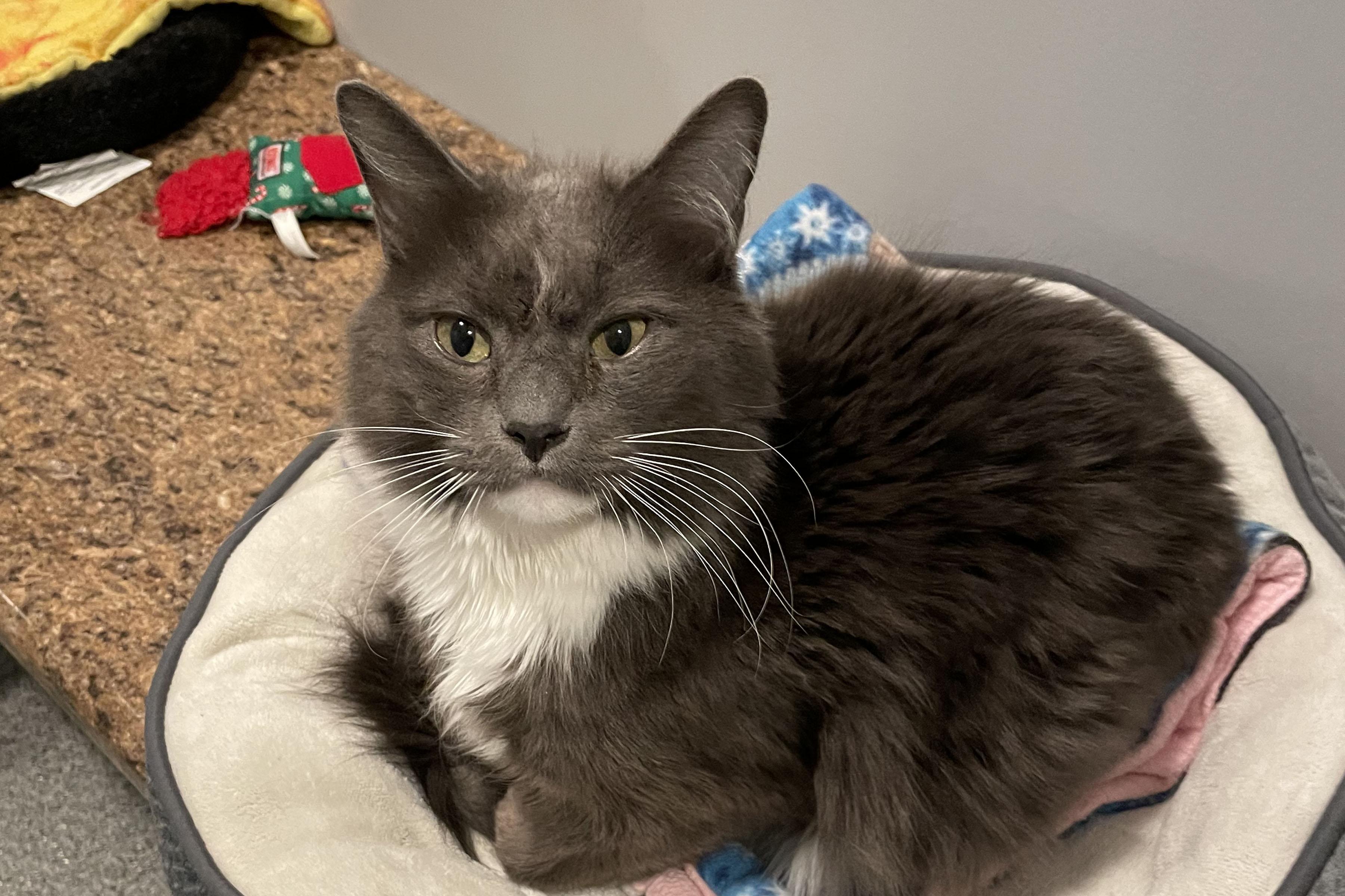 Kingsley, Adoptable, Adult Male Domestic Medium Hair.