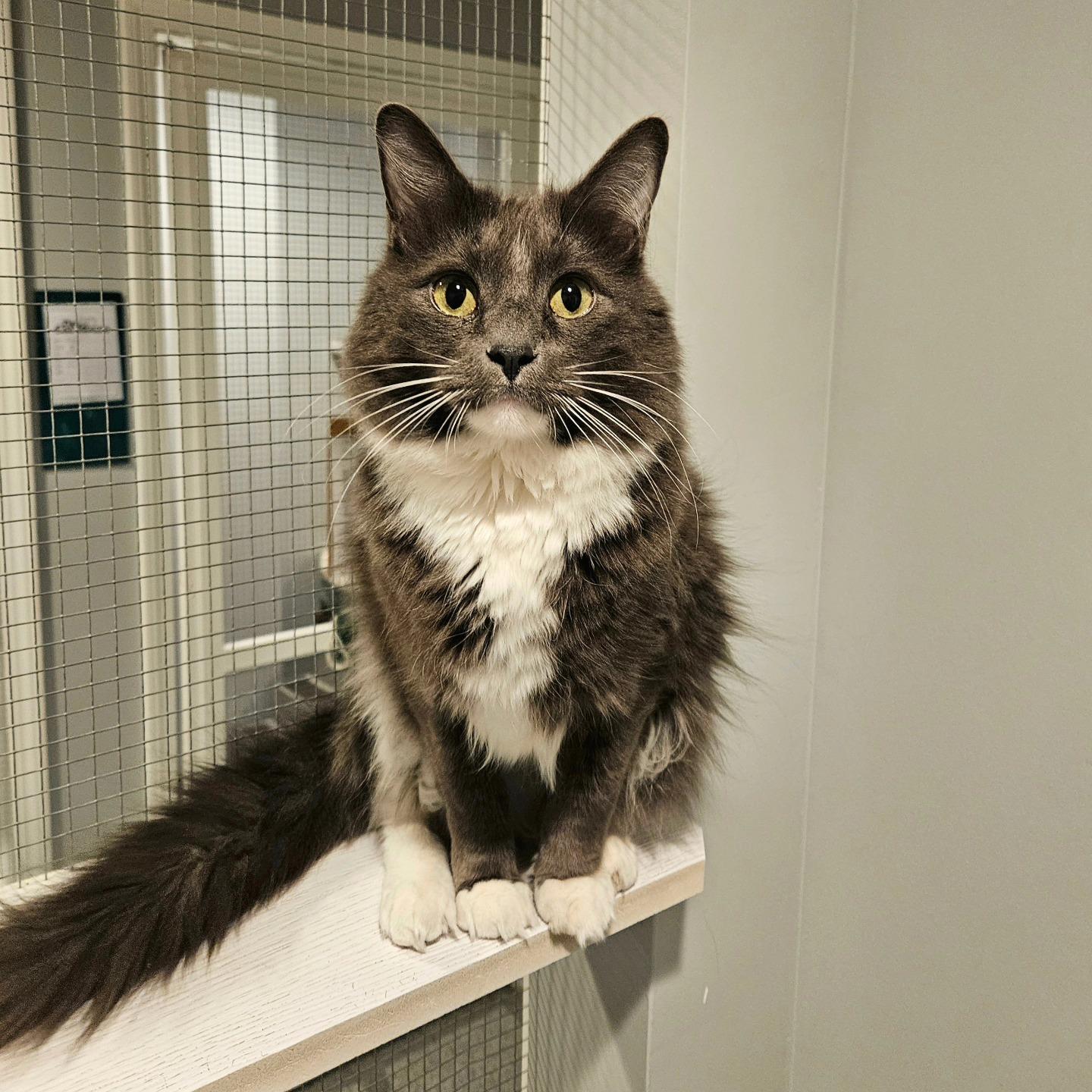 Enlarge Kingsley, a Adoptable Domestic Medium Hair in Lincoln, NE image 2/2