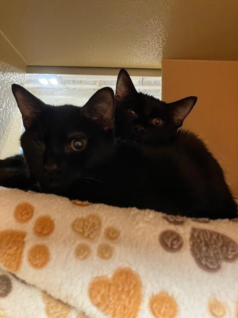 Enlarge Sam & Saberhagen, an adopted Domestic Short Hair in Kensington, MD image 1/1