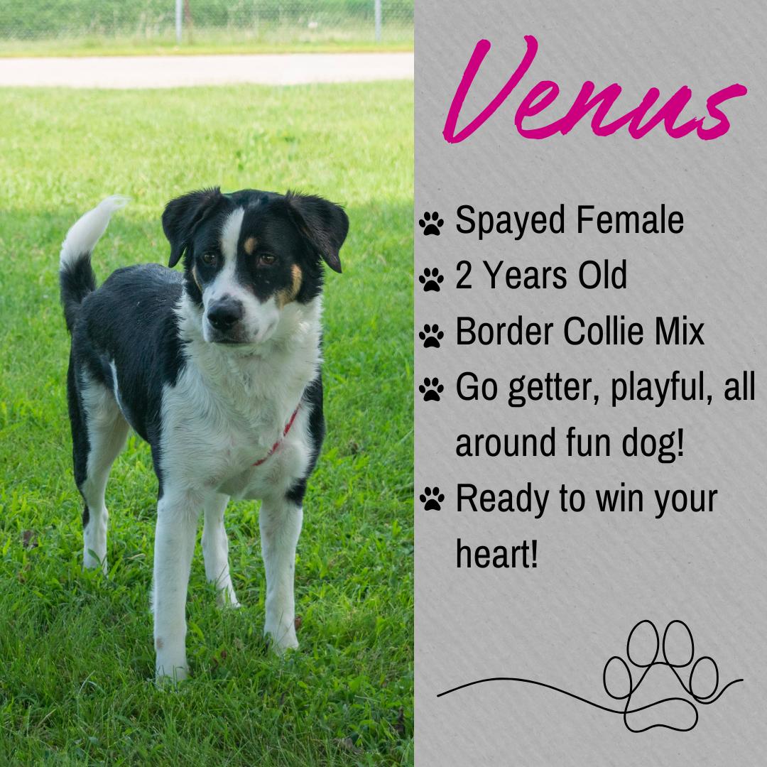 Enlarge Venus, a ADOPTABLE mixed breed in Junction City, KS image 1/1