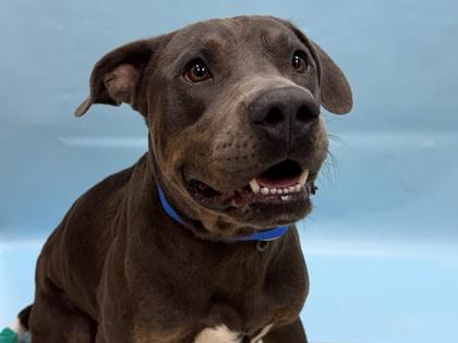 Morgan, Adoptable, Adult Male Labrador Retriever & Great Dane.