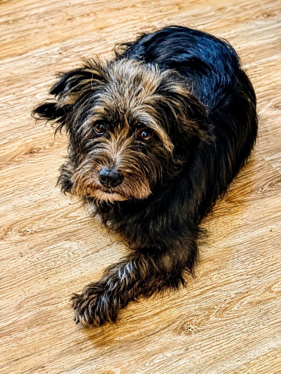 One Eyed Jack- The Pirate Dog, ADOPTABLE, Adult Male Cairn Terrier.