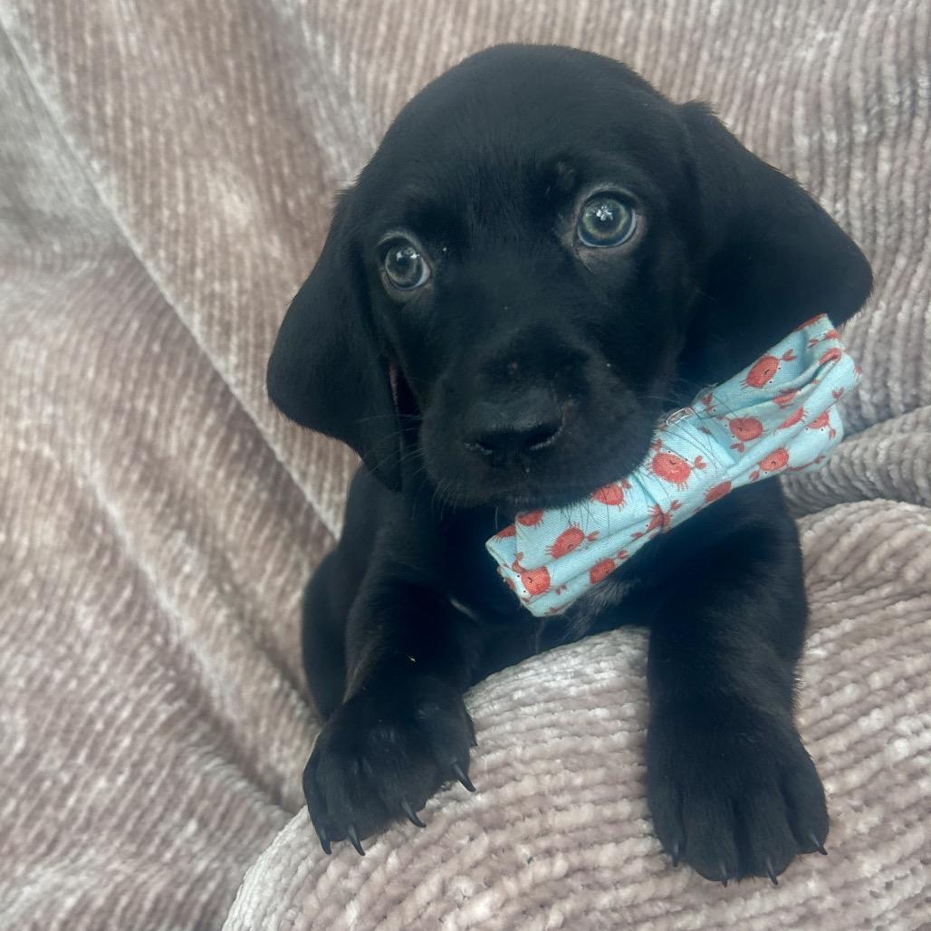 Meet Cash - the Man in Flannel This pup is a proud member of the Southern Comfort Litter Just a