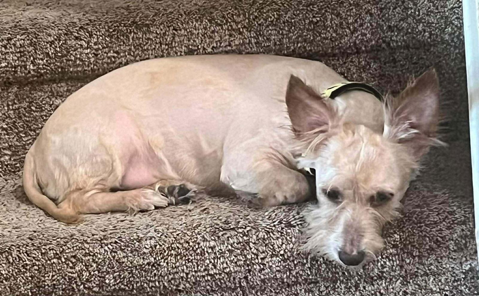 Nugz, Adoptable, Adult Male West Highland White Terrier / Westie.