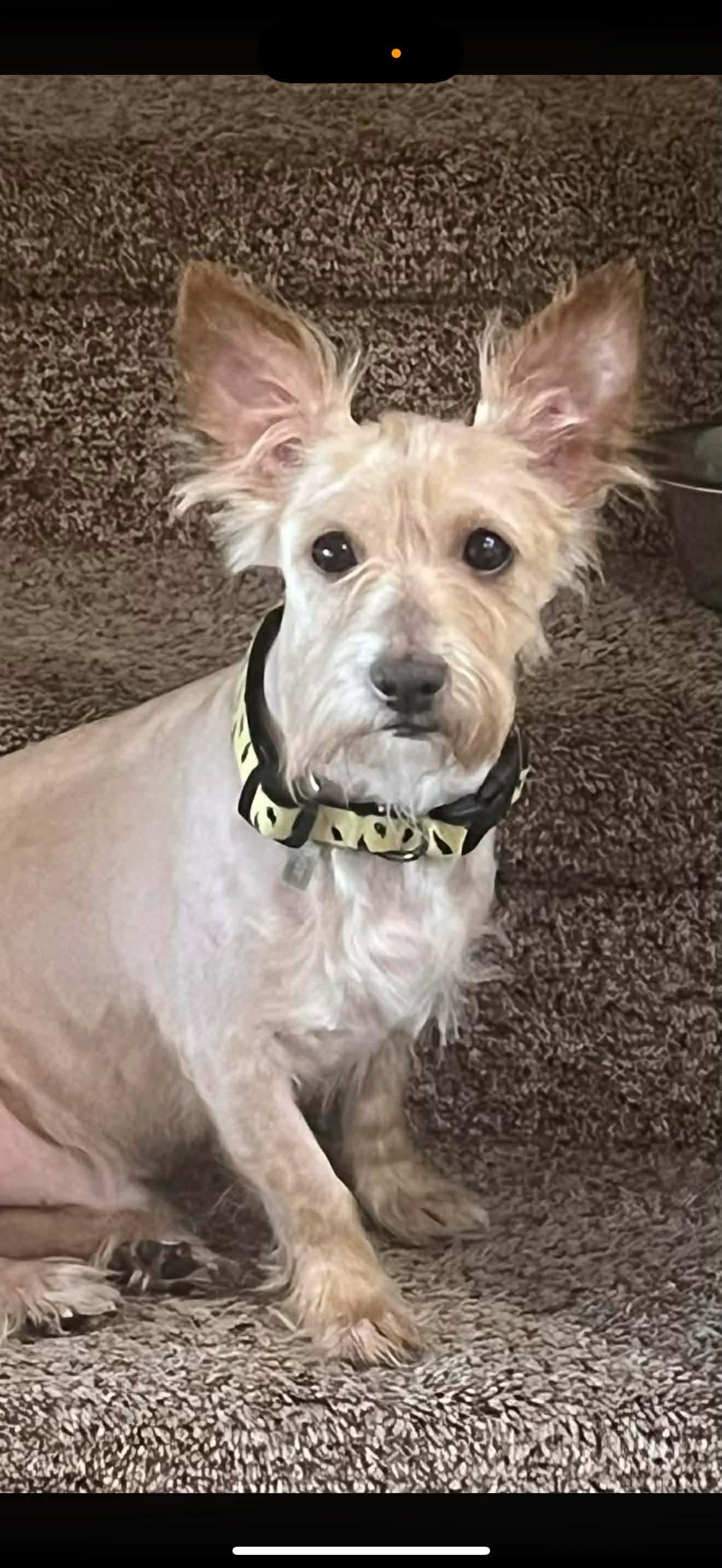 Enlarge Nugz, a Adoptable West Highland White Terrier / Westie in Dallas, TX image 2/3