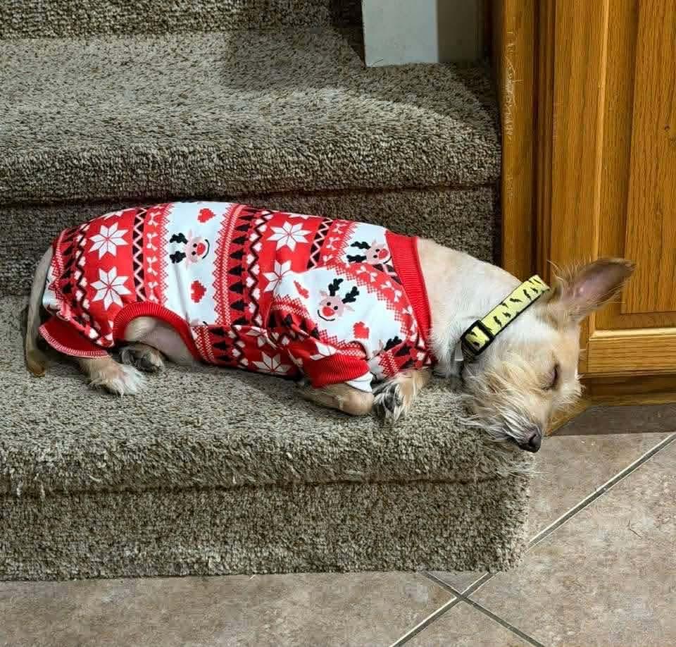 Enlarge Nugz, a Adoptable West Highland White Terrier / Westie in Dallas, TX image 3/3