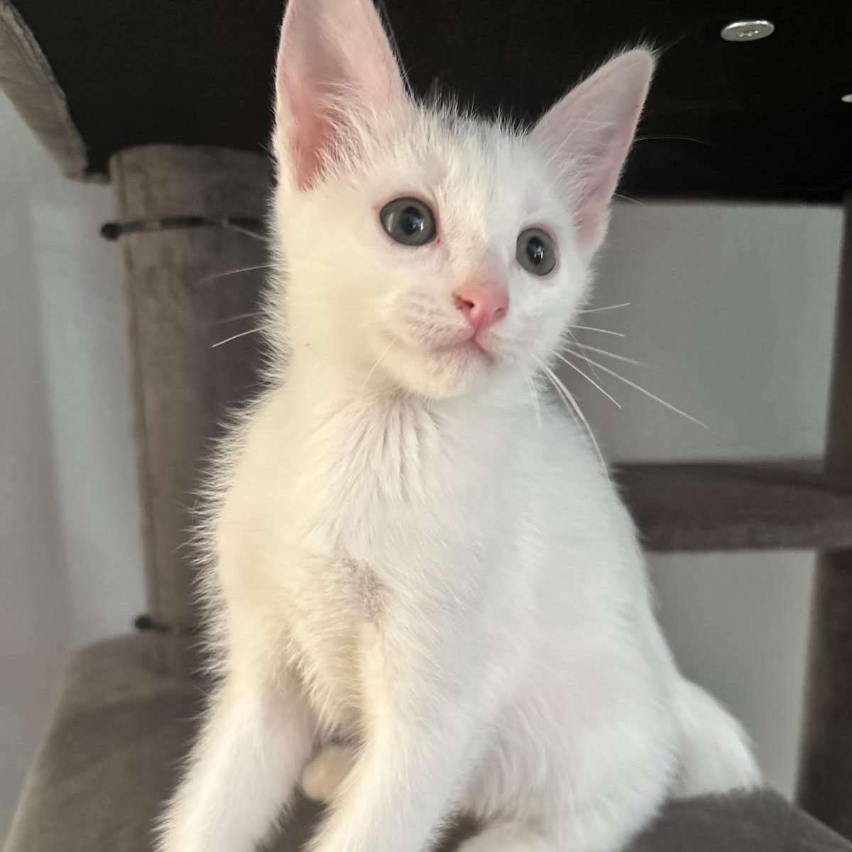 Enlarge Frederick, a Adoptable Domestic Short Hair in Alvin, TX image 2/2
