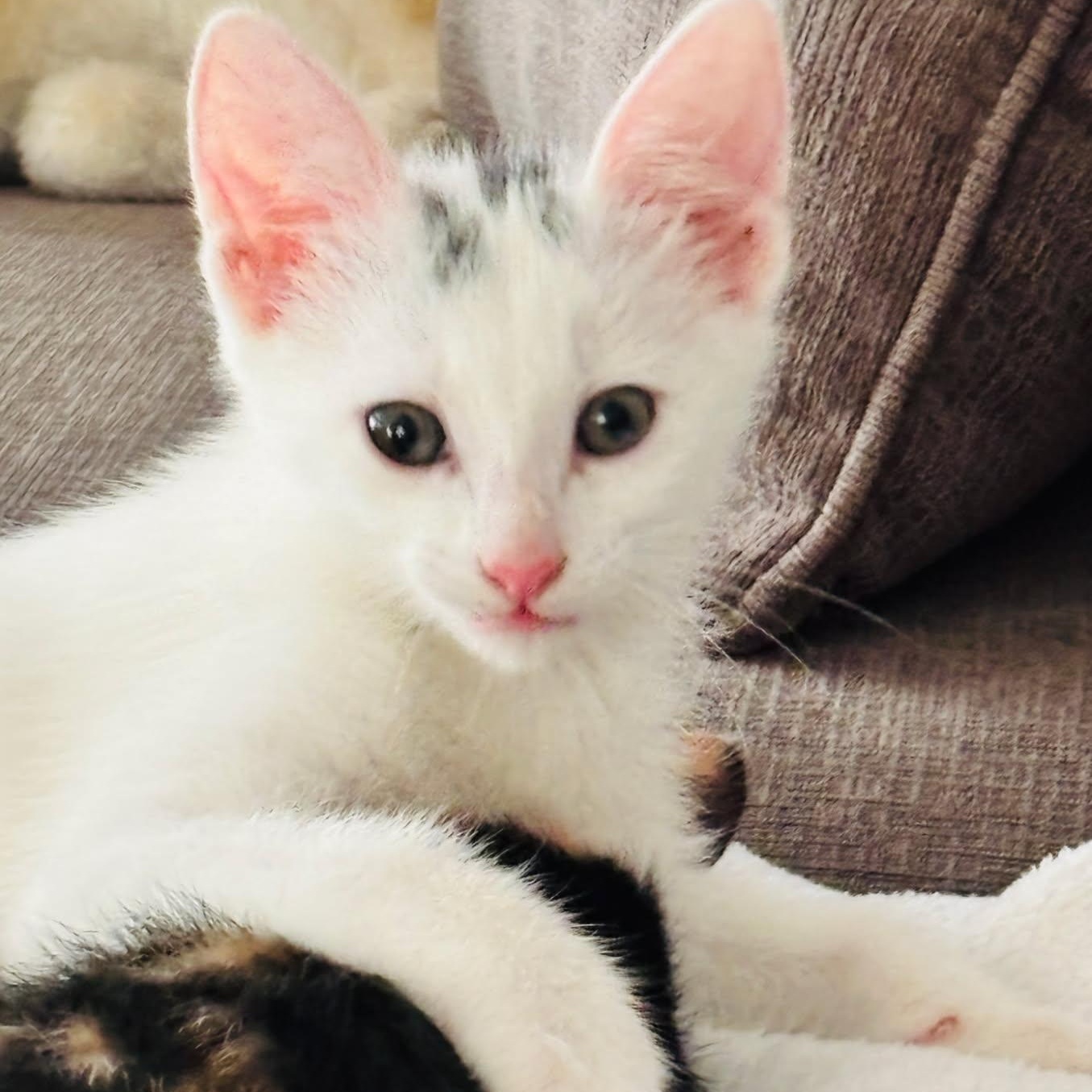 Frederick, Adoptable, Kitten Male Domestic Short Hair.
