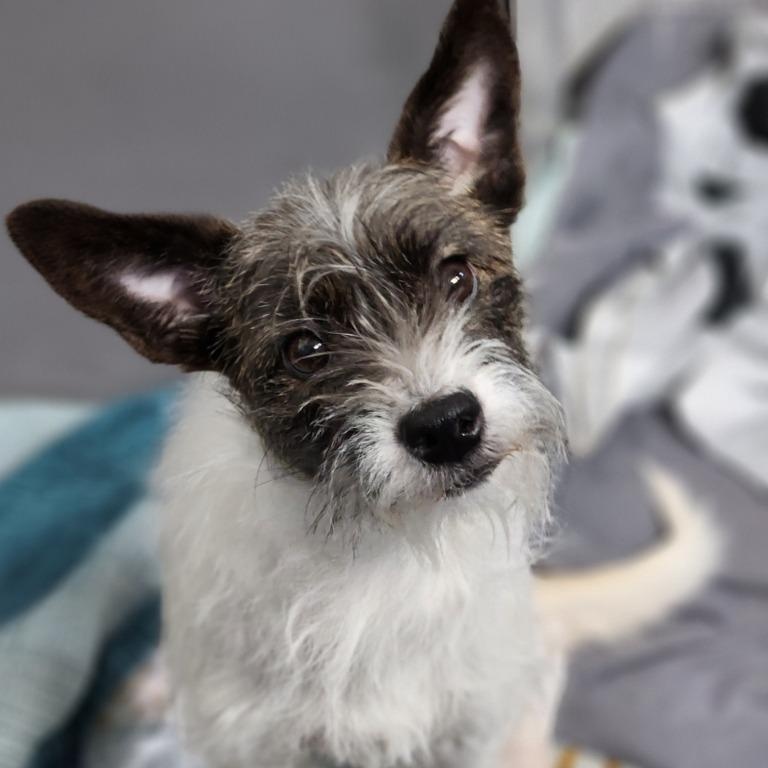 Princess, adopted, Young Female Jack Russell Terrier.