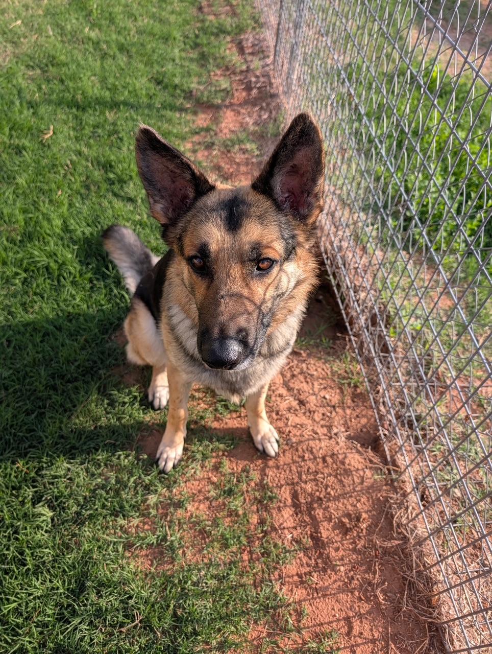Enlarge Roger, a ADOPTABLE German Shepherd Dog in Dripping Springs, TX image 6/6