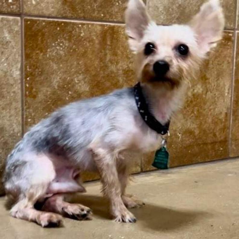 Prince (Dallas), Adoptable, Adult Male Yorkshire Terrier.