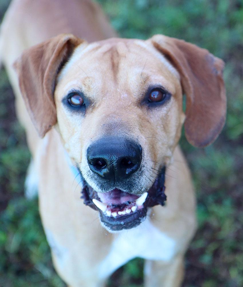 Enlarge Charlie (AO37687), a Adoptable mixed breed in Kansas City, KS image 5/6