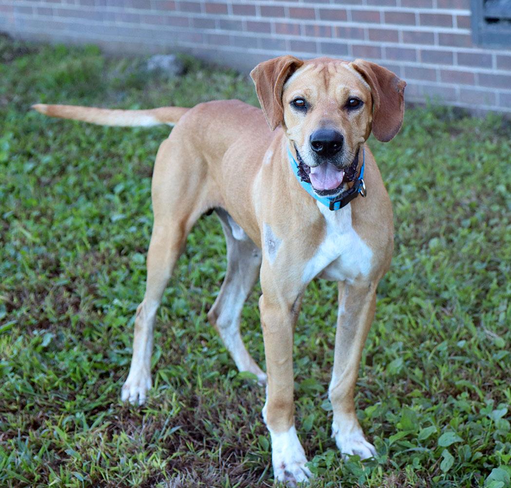 Enlarge Charlie (AO37687), a Adoptable mixed breed in Kansas City, KS image 4/6