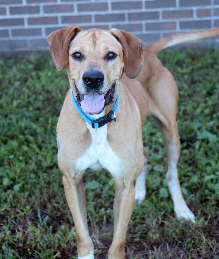 Enlarge Charlie (AO37687), a Adoptable mixed breed in Kansas City, KS image 2/6