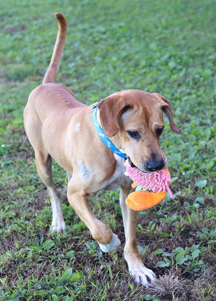 Enlarge Charlie (AO37687), a Adoptable mixed breed in Kansas City, KS image 3/6