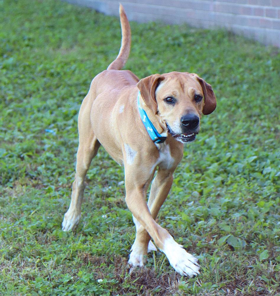 Enlarge Charlie (AO37687), a Adoptable mixed breed in Kansas City, KS image 6/6