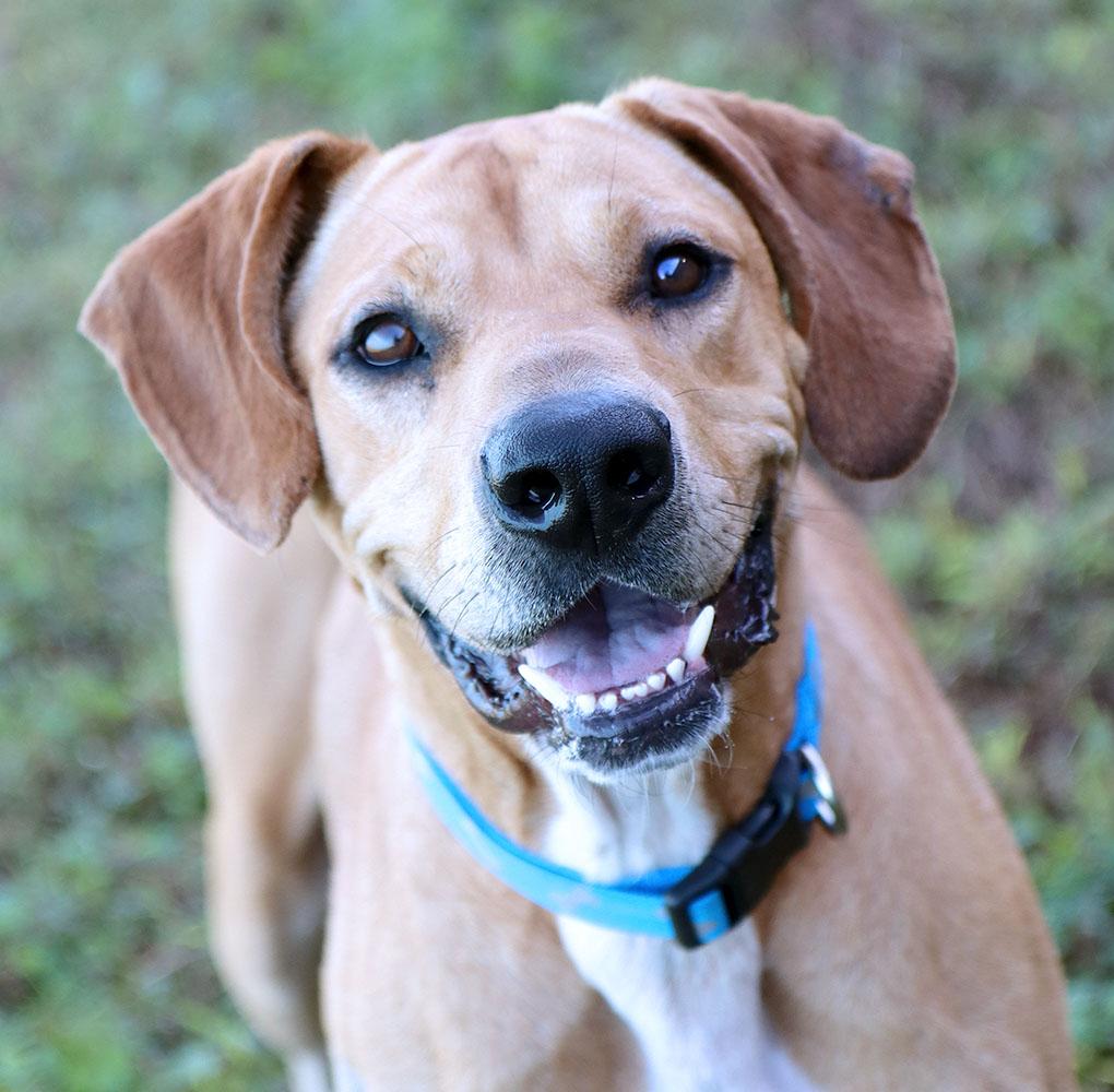 Charlie (AO37687), Adoptable, Young Male Labrador Retriever.