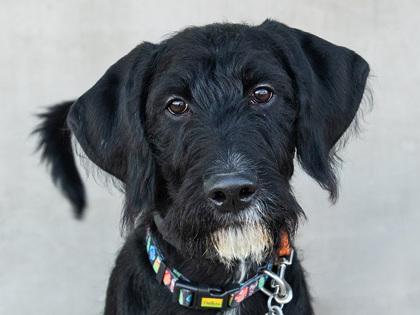 Enlarge Carl, a Adoptable mixed breed in Longmont, CO image 1/3