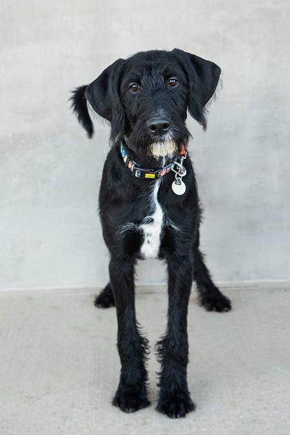 Enlarge Carl, a Adoptable mixed breed in Longmont, CO image 2/3