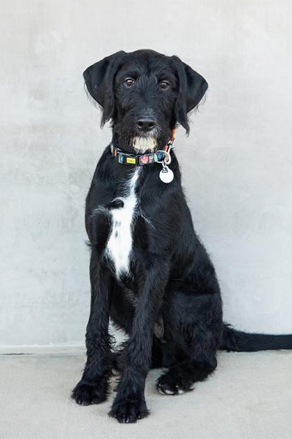Enlarge Carl, a Adoptable mixed breed in Longmont, CO image 3/3
