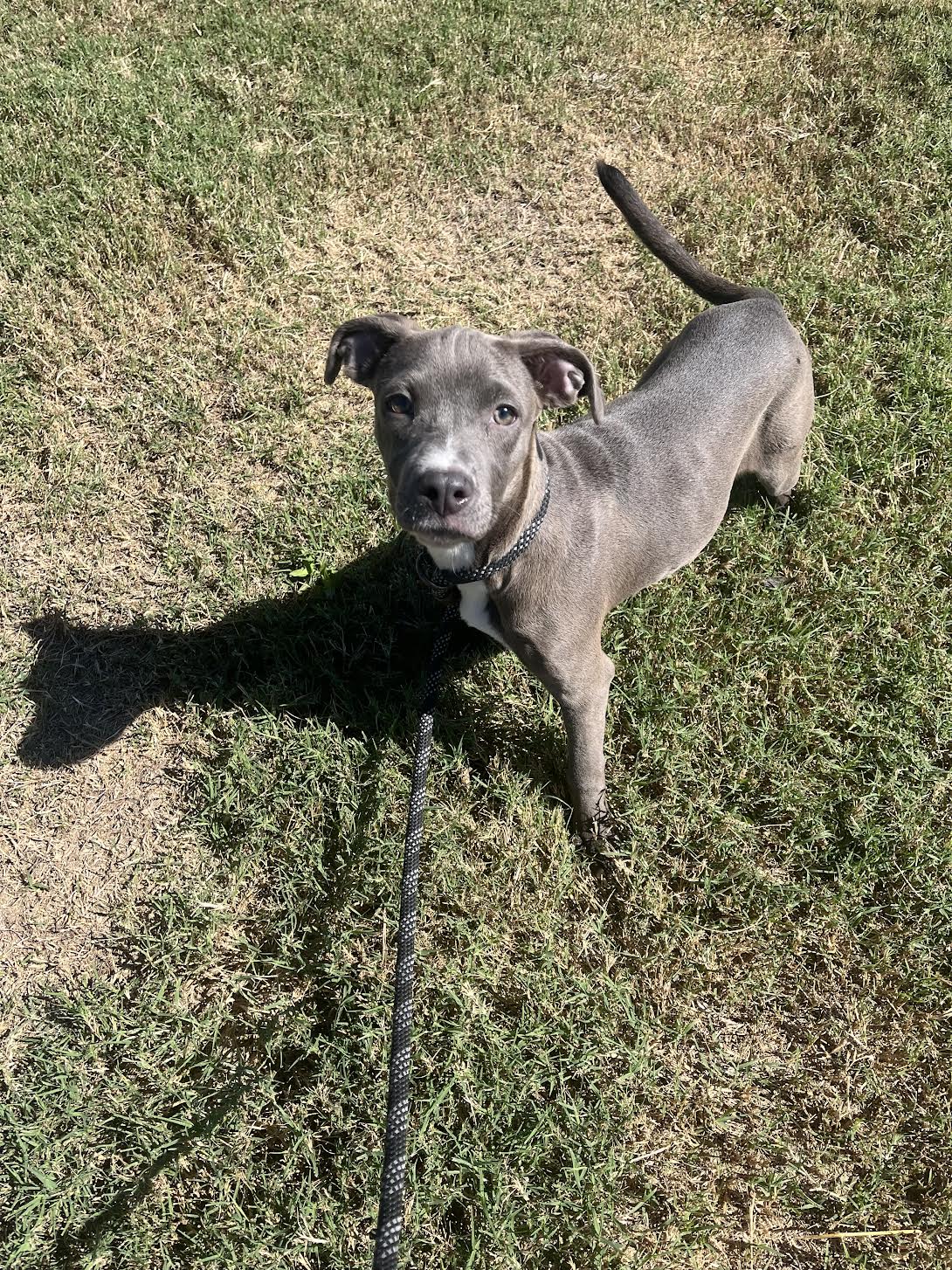 Gracie (146574) (In a Foster Home), Adoptable, Young Female Terrier.