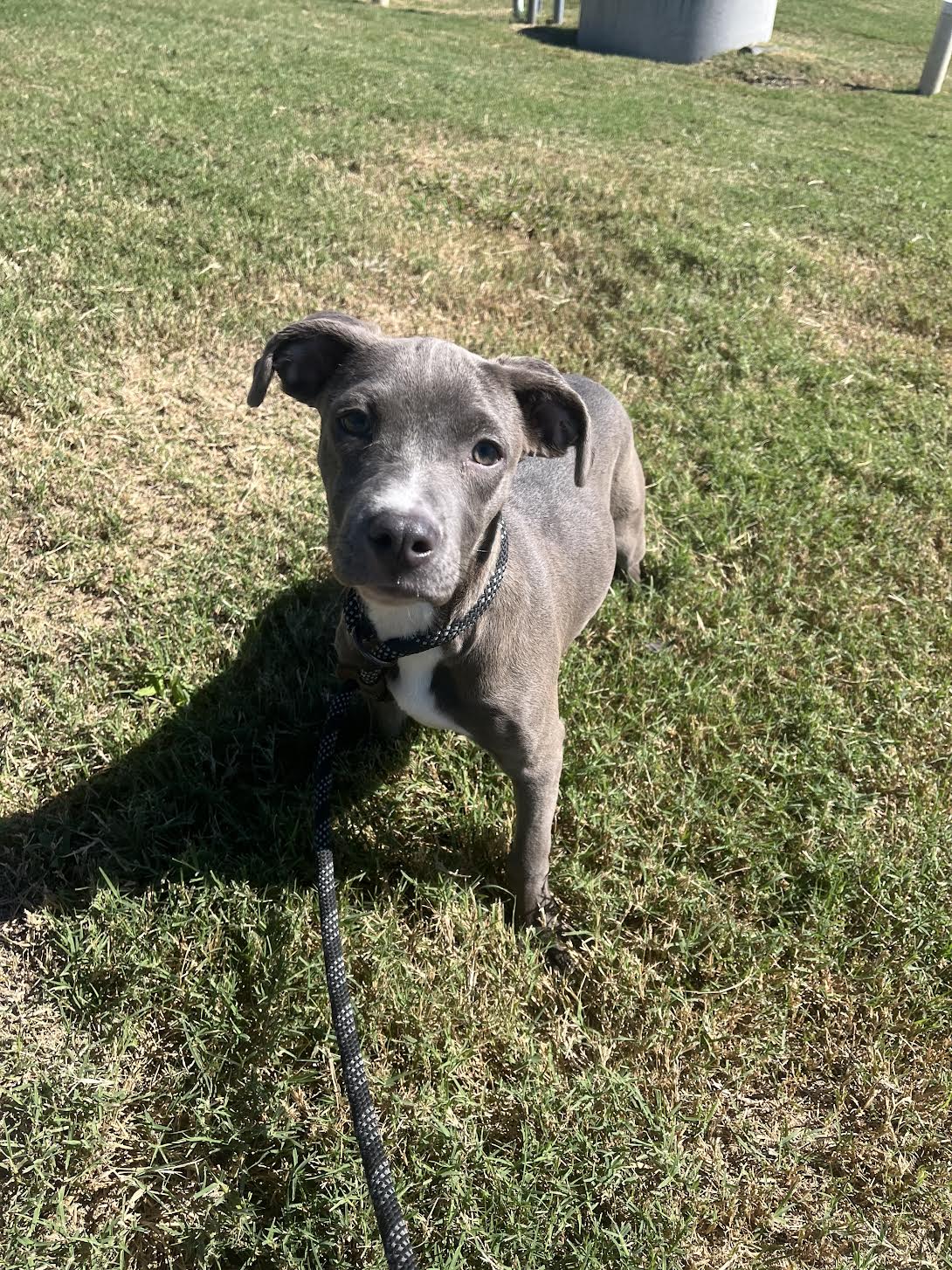 Gracie (146574) (In a Foster Home)