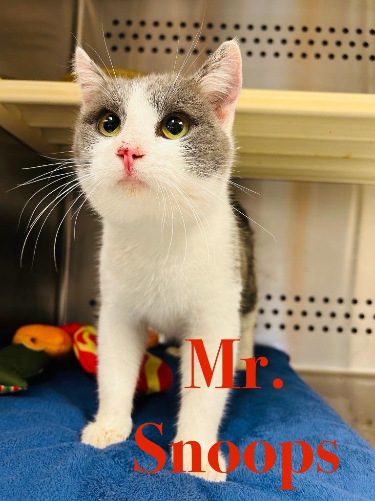 Mr. Snoops thumbnail 2