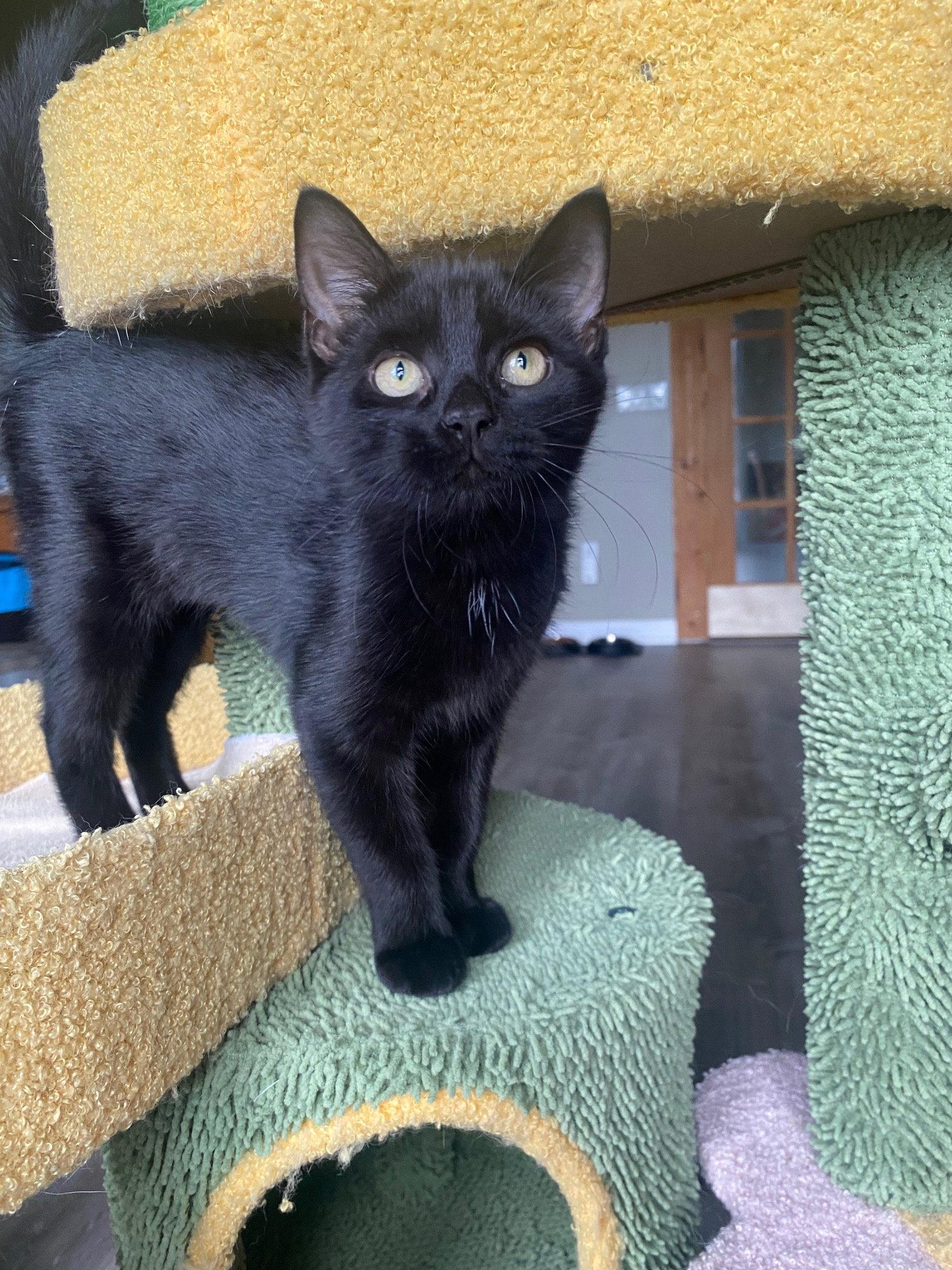 Rosa, Adoptable, Kitten Female Domestic Short Hair.