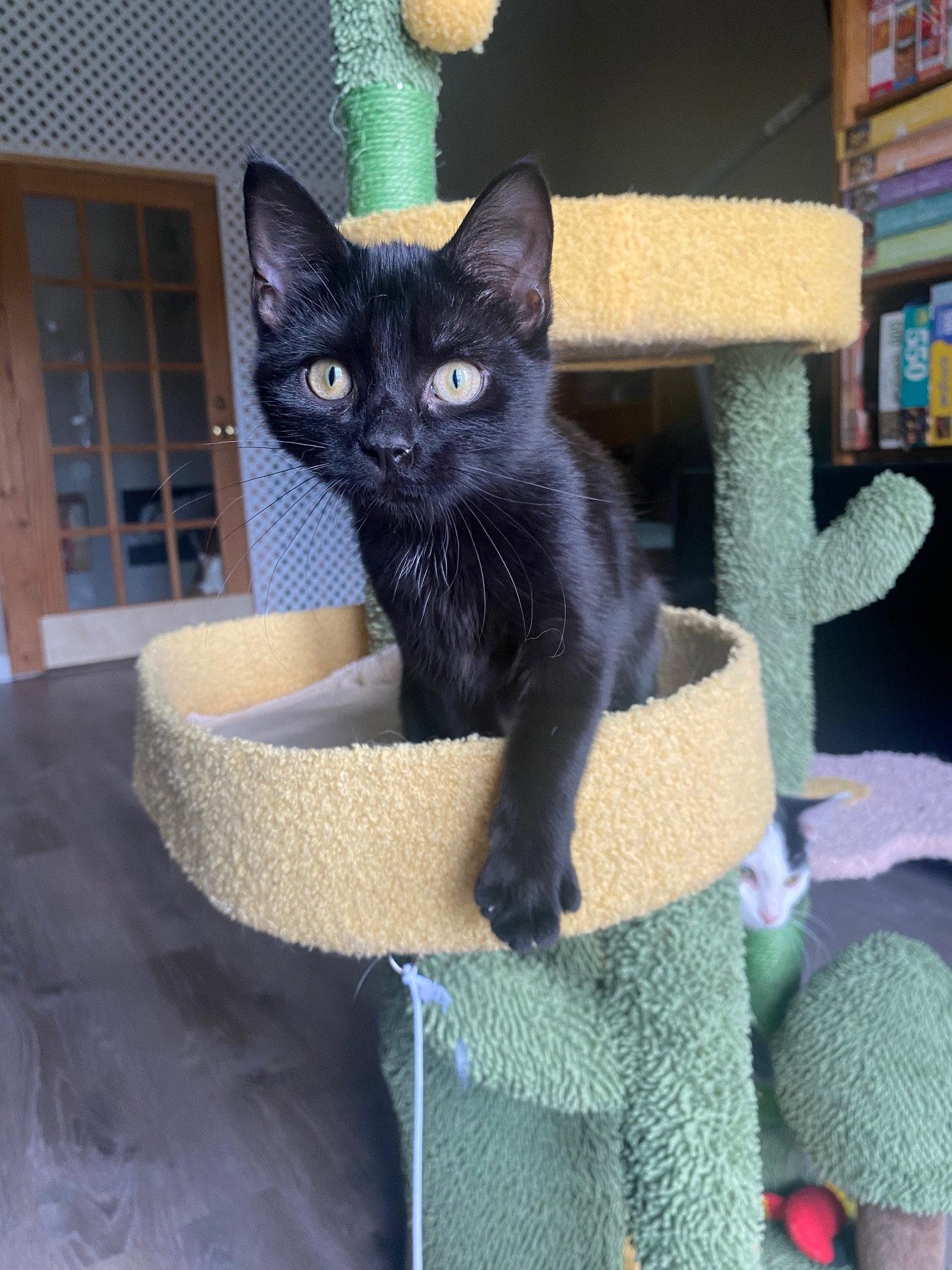 Enlarge Rosa, a Adoptable Domestic Short Hair in Rochester, NY image 2/3