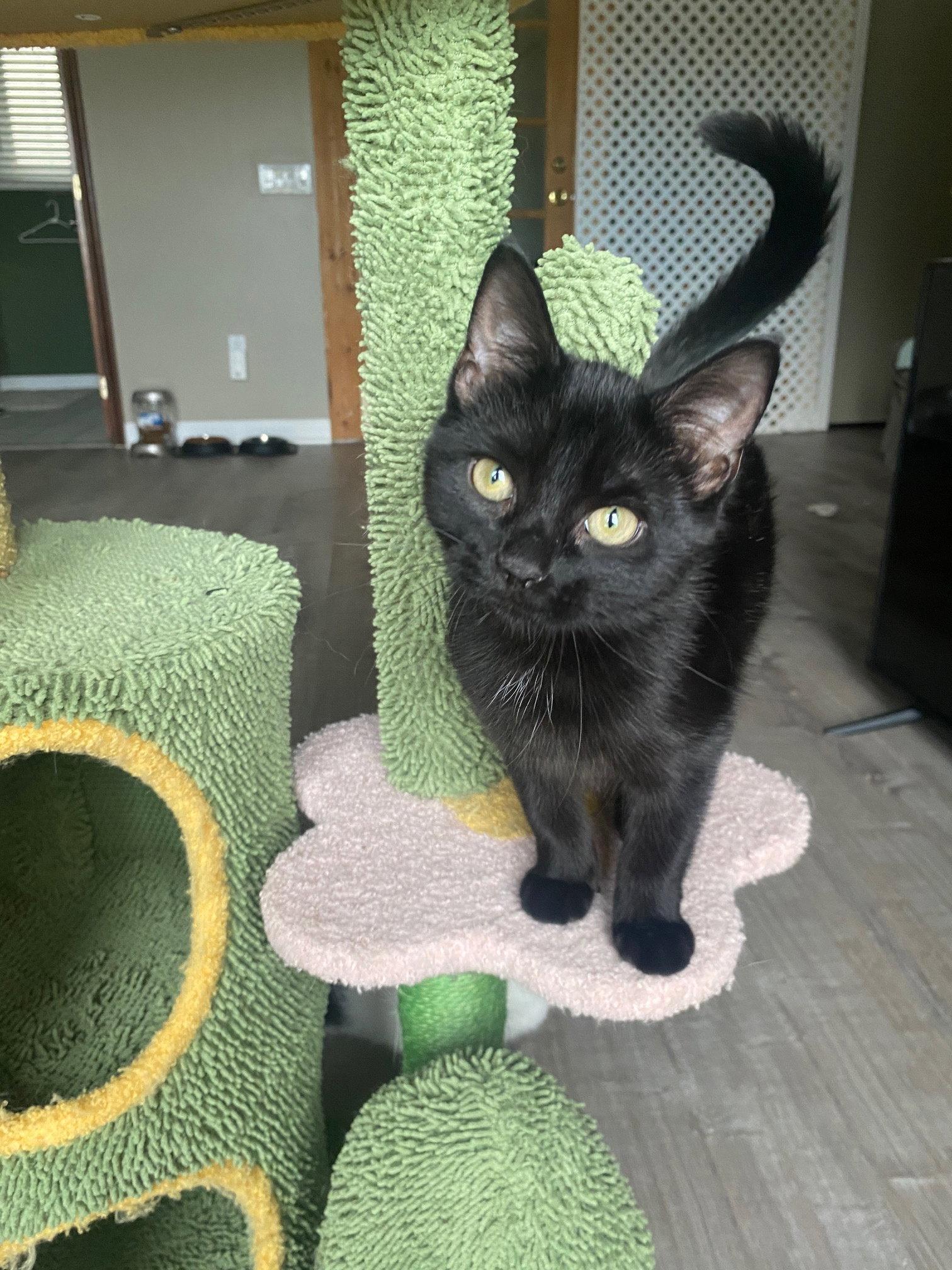 Enlarge Rosa, a Adoptable Domestic Short Hair in Rochester, NY image 3/3