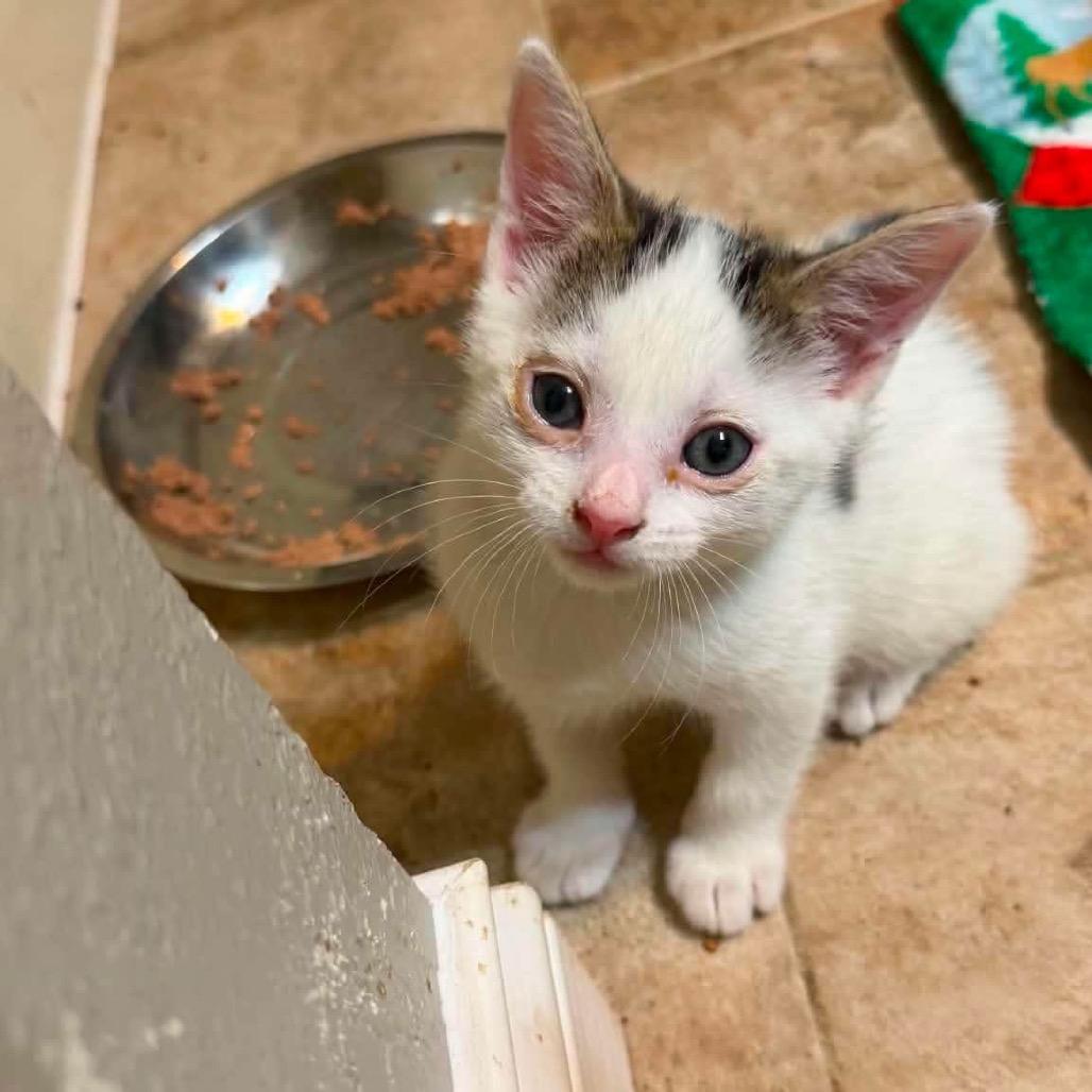 Toodle, Adoptable, Kitten Male Turkish Van.