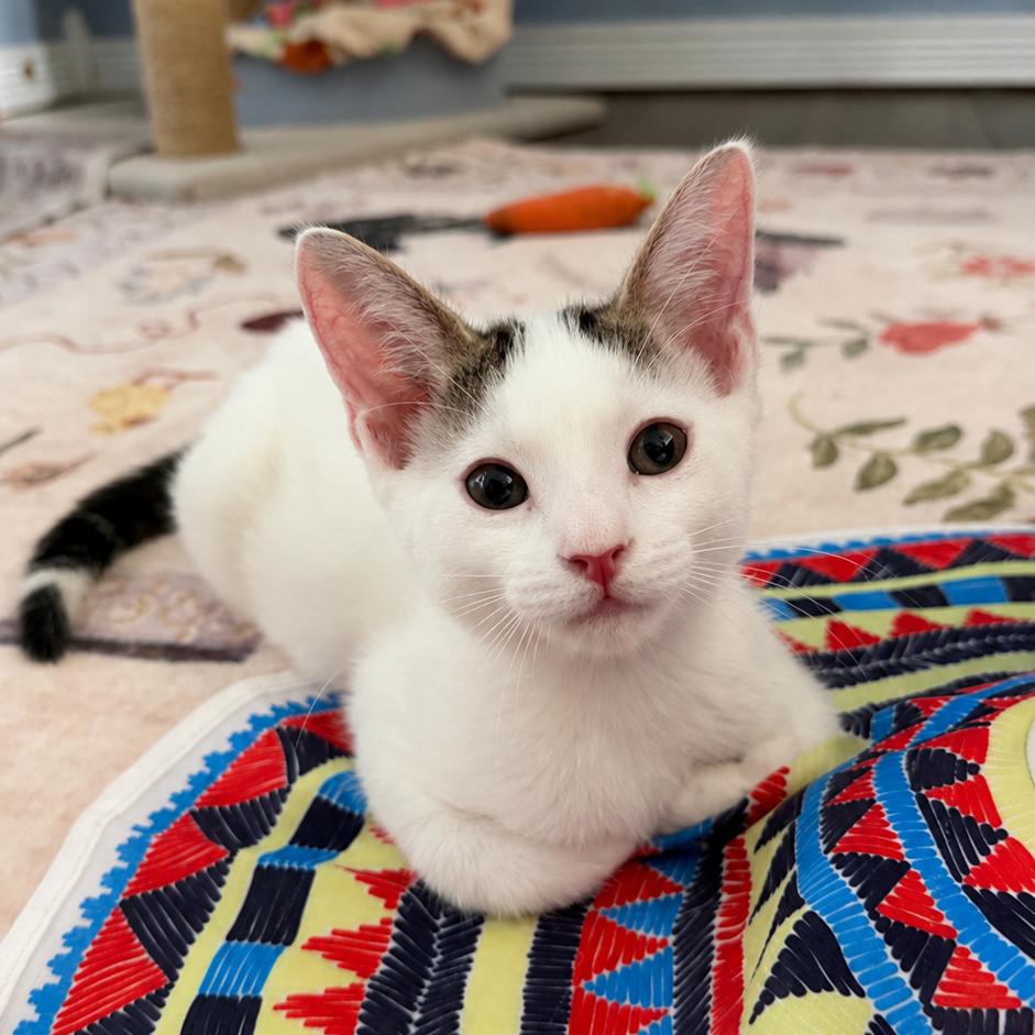 Enlarge Toodle, a Adoptable Turkish Van in Wichita, KS image 2/2
