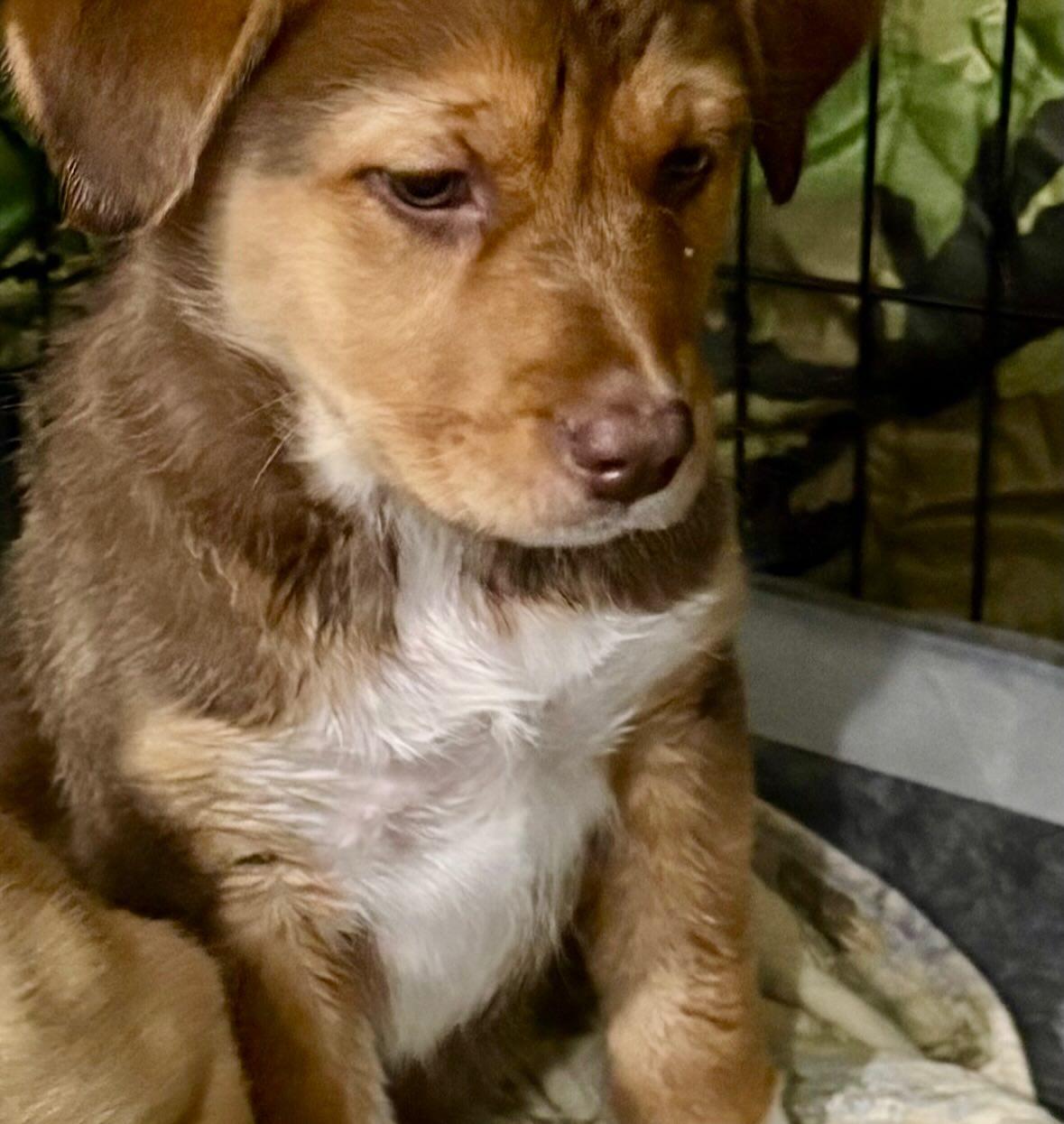 Enlarge Ipswitch, a Adoptable mixed breed in Raleigh, NC image 1/3